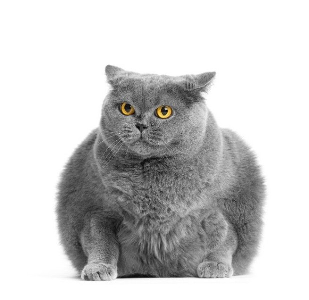 Menores tasas de sobrepeso entre gatos con dietas veganas Menores tasas de sobrepeso entre gatos con dietas veganas